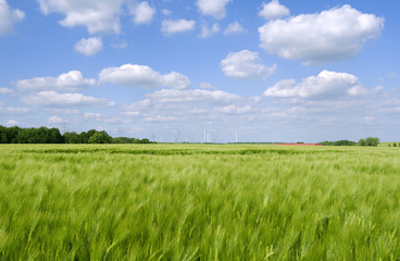 Fototapeta premium Heyersdorf / Germany: View over a barley field to a high-voltage power line and a modern wind farm