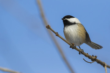 black capped chickadee in winter