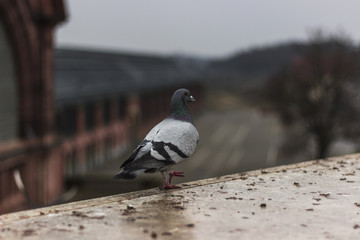 pigeon walking 