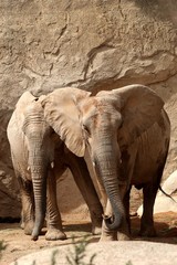 Naklejka premium elefante