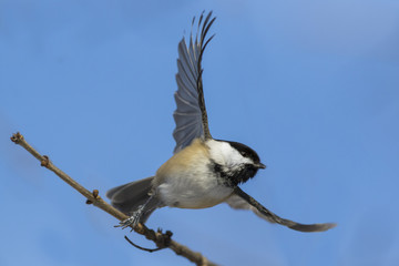 black capped chickadee in winter