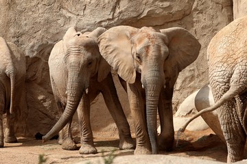Naklejka premium elefante
