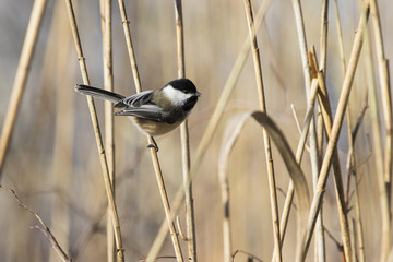 black capped chickadee in winter