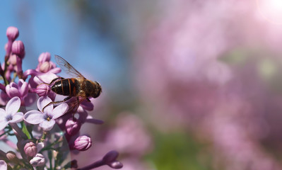 bee and blossom on purple and pink flowers