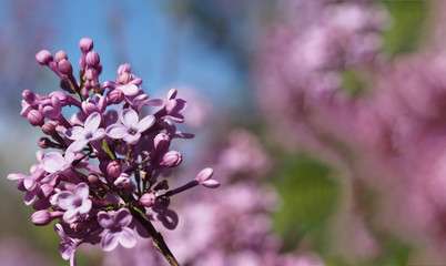 close-up pink and purple flowers in spring with a blue efect for text