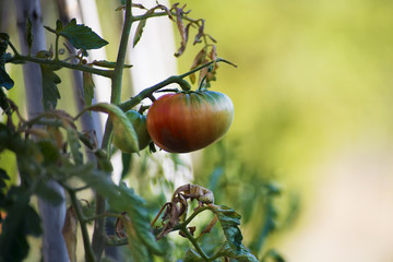 Tomatoes not yet ripe, with diseases, problems with tomato plants, too much water for too much rain, sun burns. Detail of spoiled vegetables and bad spotted tomatoes.