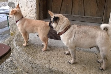 Mischling und Mops on tour