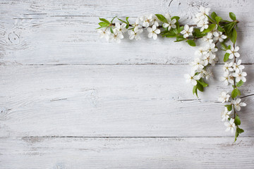 Background with flowering spring branches of plums, cherries