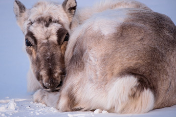 Landscape with wild reindeer. Winter Svalbard.  with massive antlers in snow, Norway. Wildlife scene from nature Spitsbergen