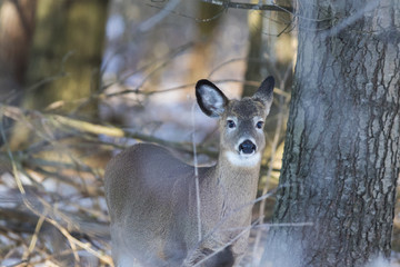 whitetail deer in winter