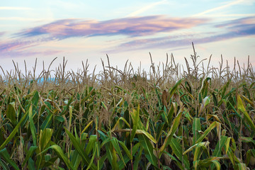 Obraz premium Under a sky with sunset colors, growing green corn field, organic food, for humans and animals.