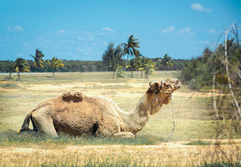 a camel lying on a sun-drenched grass
