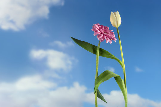 Dancing flowers, white tulip and pink gerbera dance together on a spring or summer party, in Europe 1st of May holiday concept, blue sky with clouds, copy space