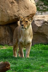 leon