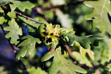 A mass of ridged plant tissue and contorted, with a few grubs are developing within,Knopper galls...