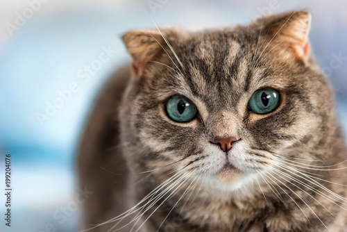 Grey British Shorthair Cat Portrait Stock Photo And Royalty Free