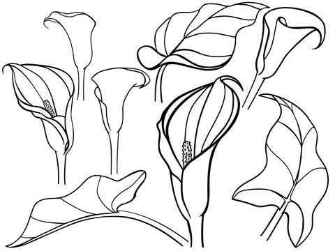 Calla, lily. Callas with leaves in different angles. Constructor, templates, set. Botanical illustration. Line drawing. For coloring.