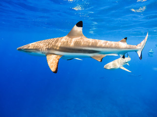 Sharks swimming in Bora Bora Island in French Polynesia during snorkeling on this island paradise and turquoise blue water. Pacific Ocean.