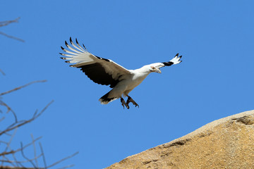 aguila