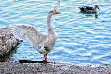 Free Souls with open wings