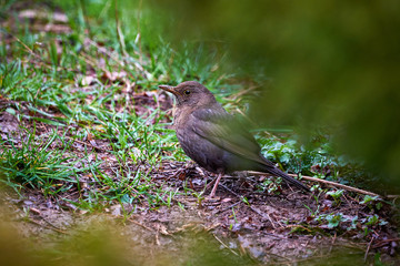 Common blackbird (Turdus merula)