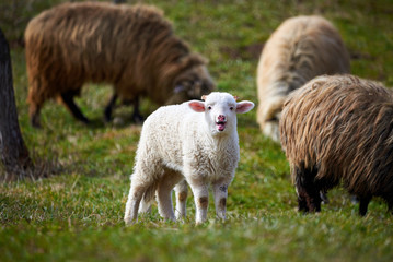 Lamb (Ovis aries)