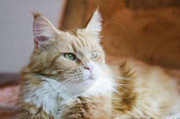 Red cat Maine Coon with white breast.