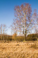 Fototapeta premium lonely birch