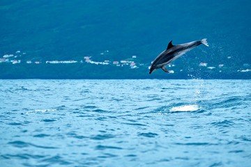Fototapeta na wymiar Airborne bottlenose dolphin near Pico island 