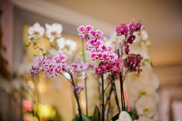 Background of white, pink and crimson orchids