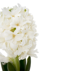 the Flowers composition with white hyacinths. Spring flowers on white background. Easter concept.