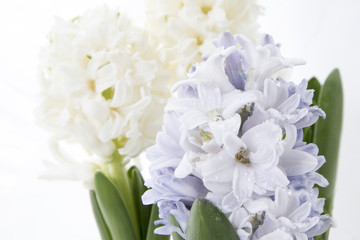 Flowers composition with lilac and white hyacinths. Spring flowers on white background. Easter concept.
