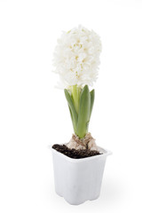the Flowers composition with white hyacinths. Spring flowers on white background. Easter concept.