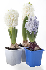 Flowers composition with lilac and white hyacinths. Spring flowers on white background. Easter concept.