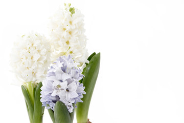 Flowers composition with lilac and white hyacinths. Spring flowers on white background. Easter concept.