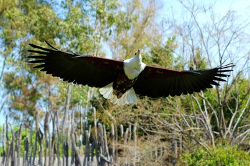 aguila