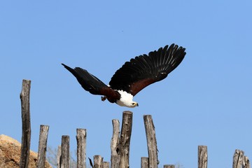 aguila