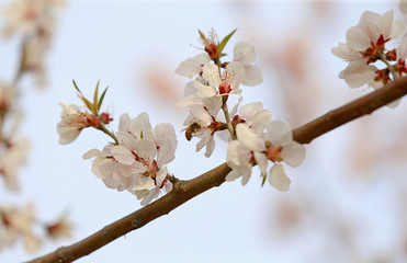 Blooming peach blossoms in the garden
