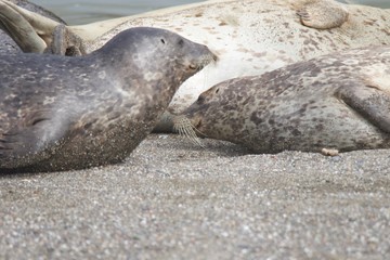 Goat Rock Beach - Sonoma County, California. Each spring a large sand spit builds up in Jenner, right at the mouth of the Russian River. Seals love hanging out at the Pacific Coast beaches.