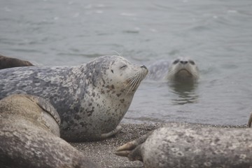 Goat Rock Beach - Sonoma County, California. Each spring a large sand spit builds up in Jenner, right at the mouth of the Russian River. Seals love hanging out at the Pacific Coast beaches.