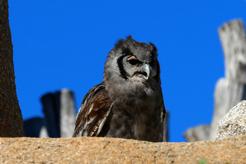 buho