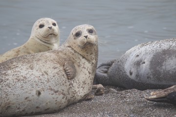 Goat Rock Beach - Sonoma County, California. Each spring a large sand spit builds up in Jenner, right at the mouth of the Russian River. Seals love hanging out at the Pacific Coast beaches.