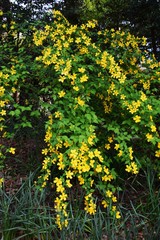 Japanese kerria (Japanese rose/Golden guinea)