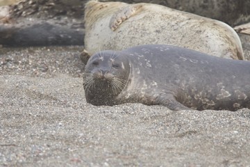 Goat Rock Beach - Sonoma County, California. Each spring a large sand spit builds up in Jenner, right at the mouth of the Russian River. Seals love hanging out at the Pacific Coast beaches.