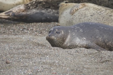 Goat Rock Beach - Sonoma County, California. Each spring a large sand spit builds up in Jenner, right at the mouth of the Russian River. Seals love hanging out at the Pacific Coast beaches.