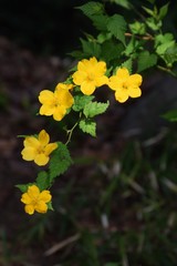 Japanese kerria (Japanese rose/Golden guinea)