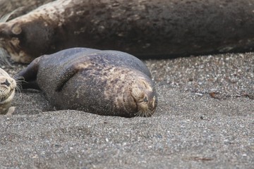 Naklejka premium Goat Rock Beach - Sonoma County, California. Each spring a large sand spit builds up in Jenner, right at the mouth of the Russian River. Seals love hanging out at the Pacific Coast beaches.