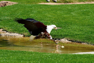 aguila