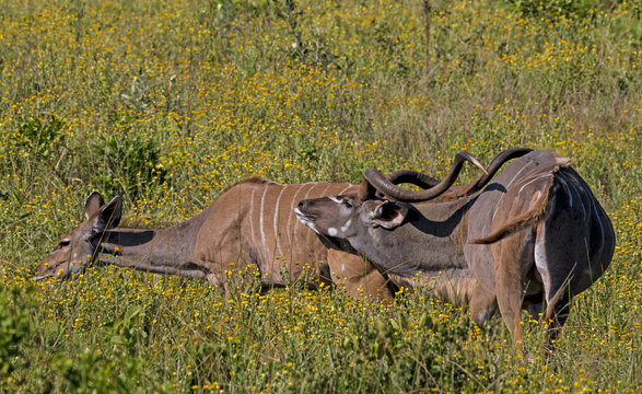 Amerous Male Persuing Female Nyala Through Yellow Flowered Grassland