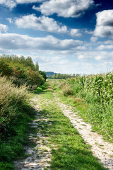 Fototapeta na wymiar Path through grass field
